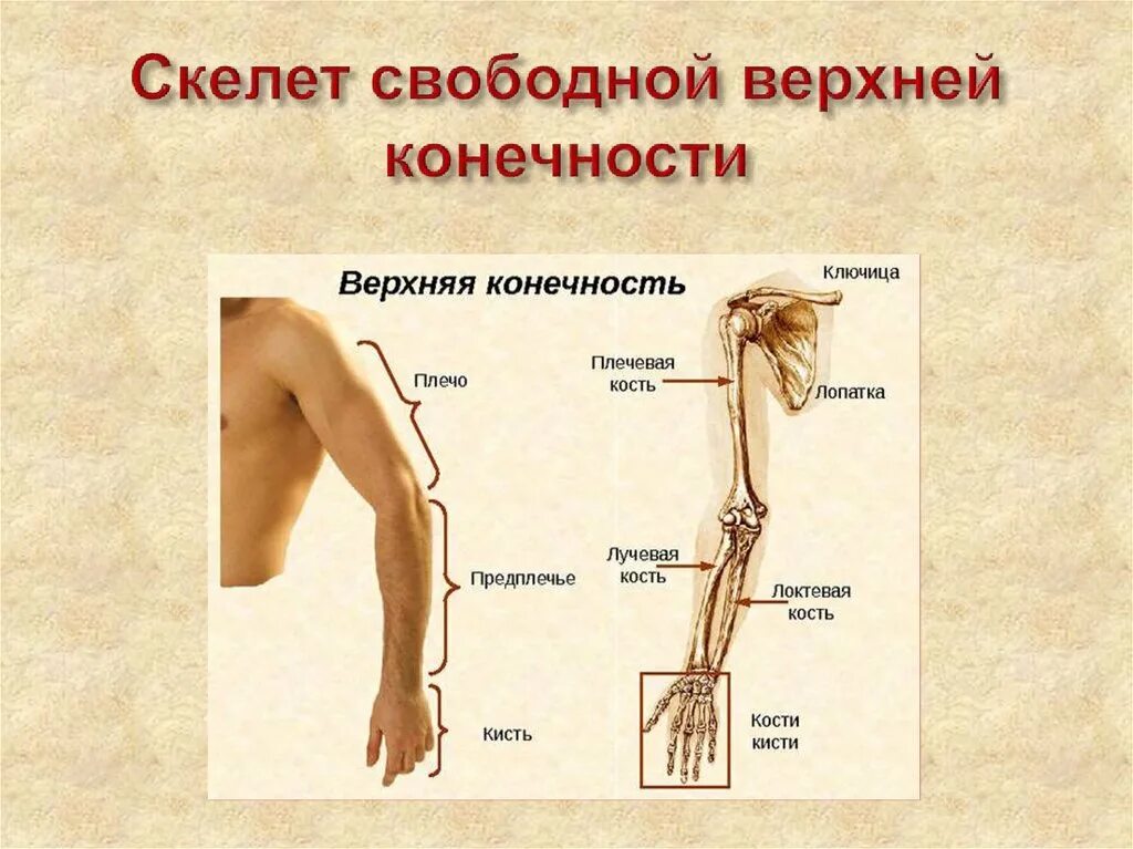 Строение скелета верхней конечности человека анатомия. Строение пояса верхней конечности анатомия предплечье. Кость скелета свободной верхней конечности. Кости верхних конечностей анатомия предплечье.