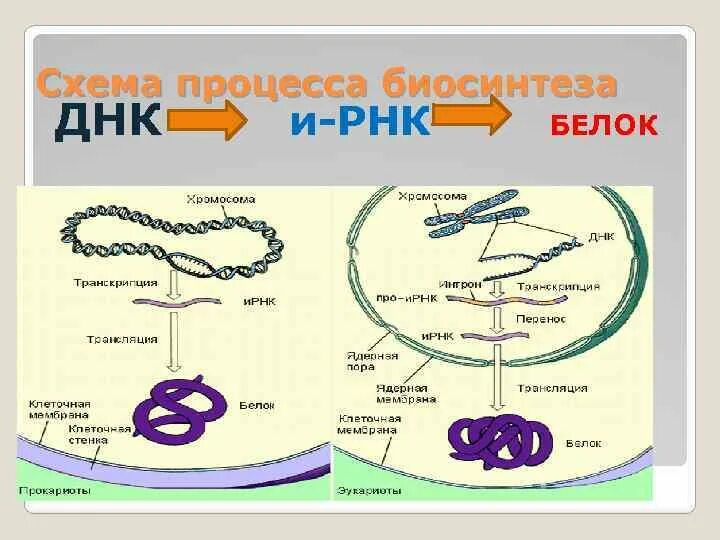 Синтез белка схема РНК И ДНК. Процесс синтеза белка схема. Схема биосинтеза белка ДНК. Синтез белка ДНК И РНК. Белковая рнк