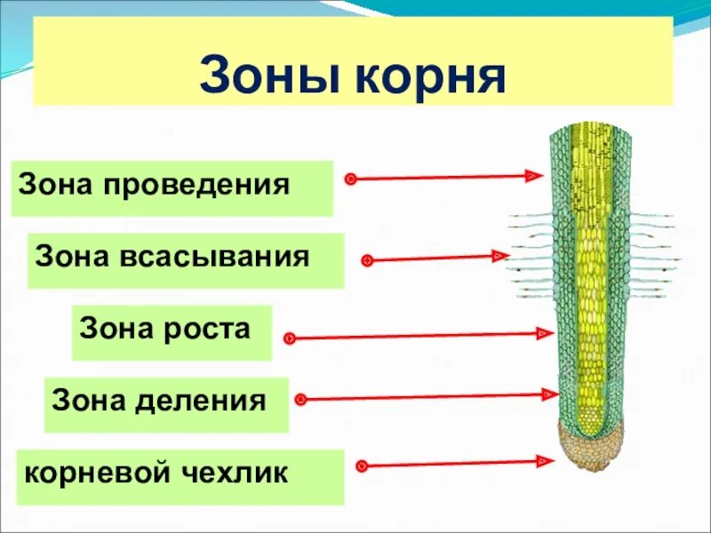 Минеральное питание растений тест по биологии 6. Зоны корня биология 6. Корневой чехлик зона роста зона всасывания зона проведения. Зоны корня 6 класс биология. Биология рисунок зоны корня.