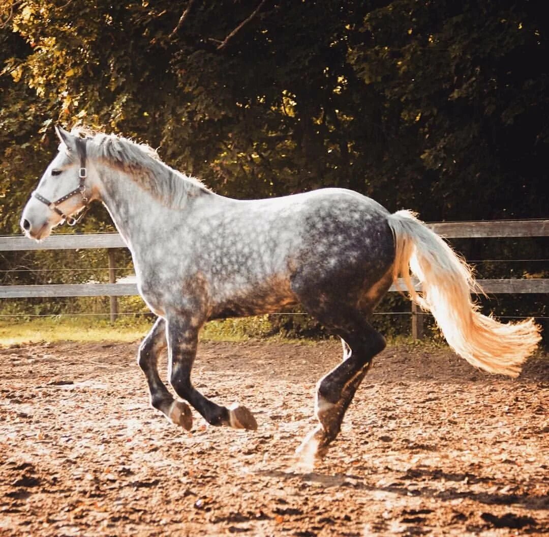 Орловский рысак гнедой. Орловский рысак окрасы. Орловский рысак серый в яблоках. Орловский рысак вороной. Лошадь породы орловский рысак.