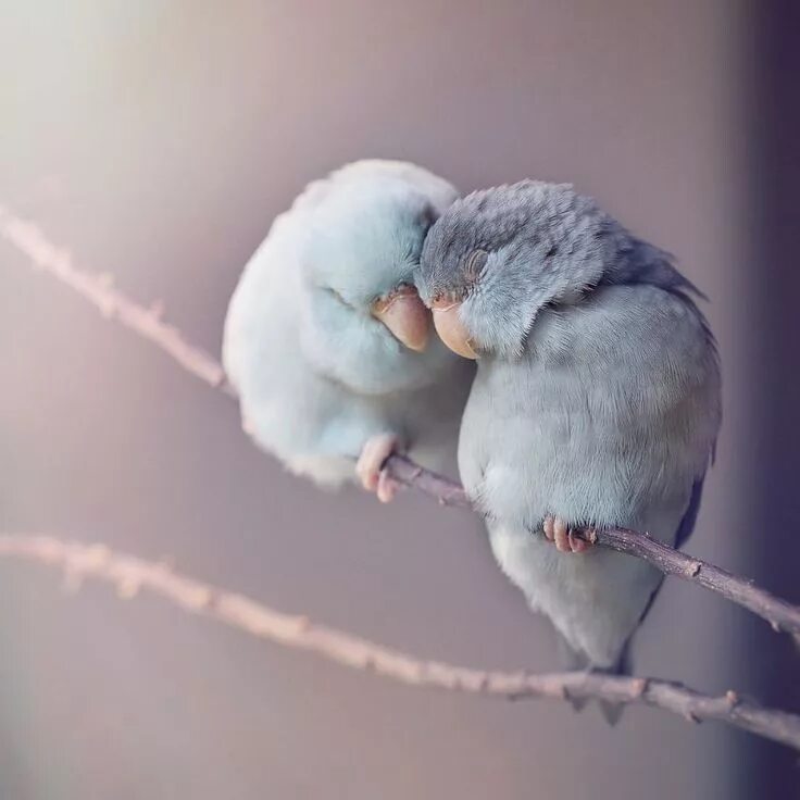 I love birds. Нежные птицы. Влюбленные птички. Милые птички. Что романтичного в птичках.