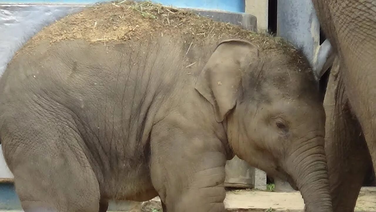 Маленький Слоник. Слоны в зоопарке. Маленький зоопарк. Слоненок маленький в зоопарке.