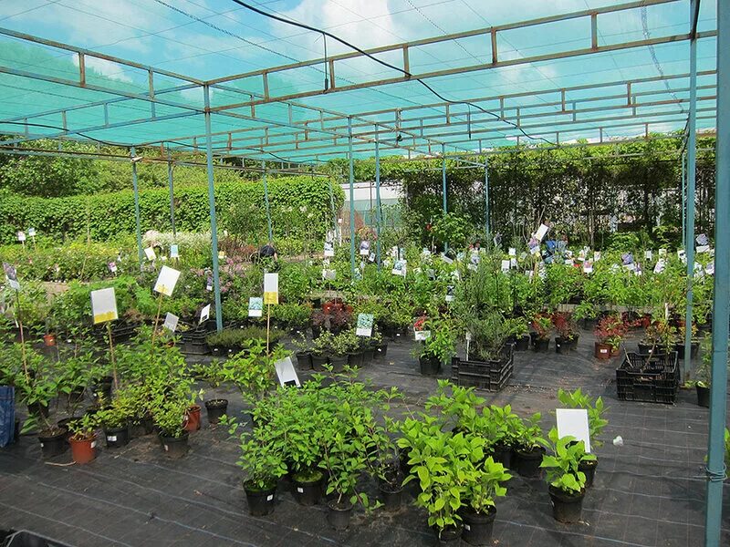 тимирязевская академия саженцы. тимирязевская академия питомник. теплицы тимирязевской академии. тимирязевский питомник саженцы. тимирязева калуга питомник растений.