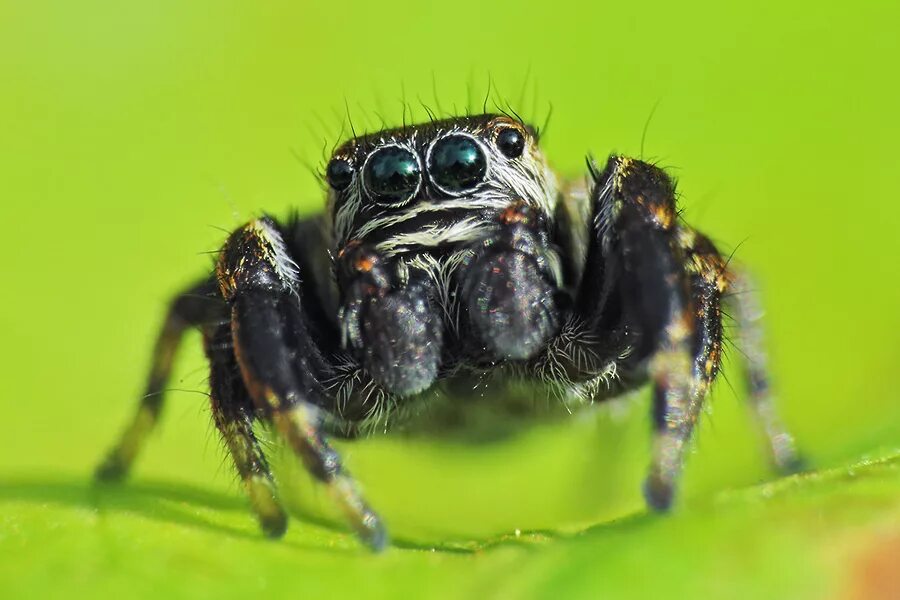 Число усиков у паукообразных. У паукообразных 1 пара усиков. У паукообразных 1 пара усиков. Характеристика паукообразных. Арахнид скакунчик.