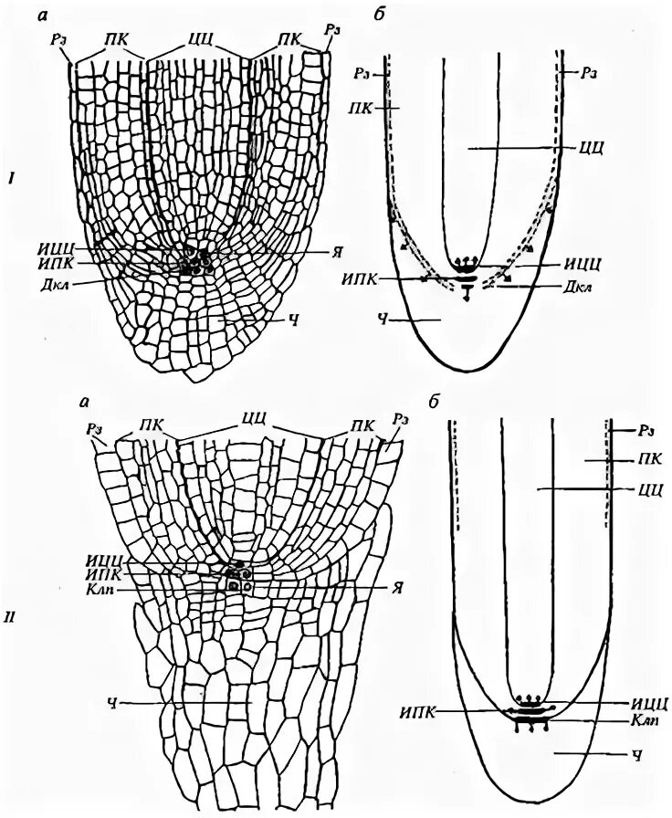 Зона нарастания. Инициали меристемы корня. Апикальная меристема зона корня. Строение апикальной меристемы корня.