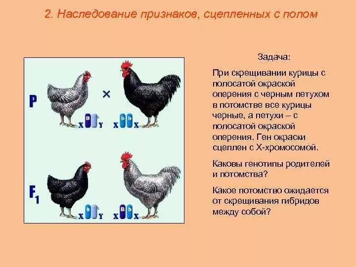 Доминантные признаки у кур. Определить Возраст курицы. Наследование окраски оперения. Скрещивание птиц. Гетерогаметный пол у кур женский.