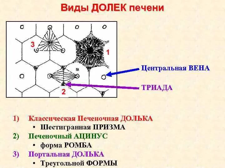 Триада печени. Строение ацинуса печени гистология. Долька печени с Триадой гистология. Строение ацинуса печени анатомия. Строение дольки печени гистология.