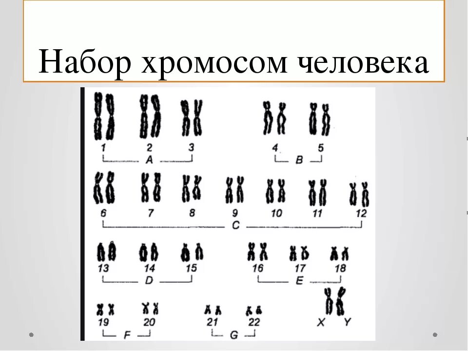 Набор Хромосомов человека. Кариограмма хромосом. Хромосомный набор человека. Набор хромосом у человека.