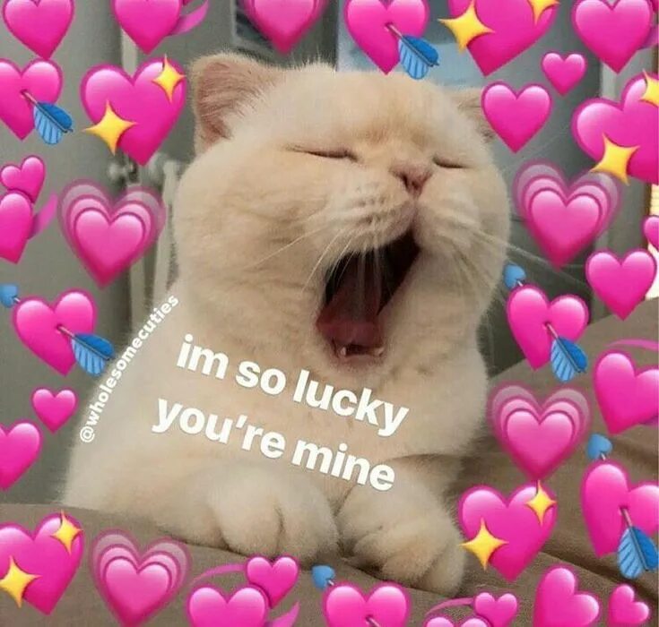 Pin on Gatitos uwu Funny cat memes, Cat memes, Heart meme