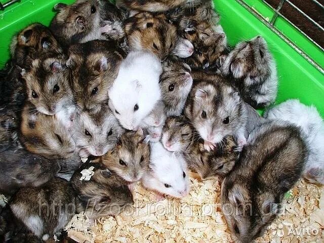 Сколько вырастают хомяки. Хомяки джунгарики расцветки. Хомячата джунгарских хомяков. Какими рождаются хомяки сирийские. Сирийский хомяк размеры.