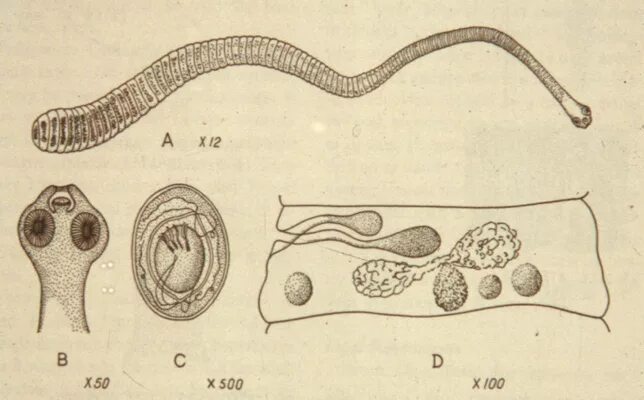Карликовый цепень строение. Карликовый цепень (hymenolepis nana). ленточные черви паразиты карликовый цепень. стробила карликового цепня. строение карликового цепня hymenolepis nana.