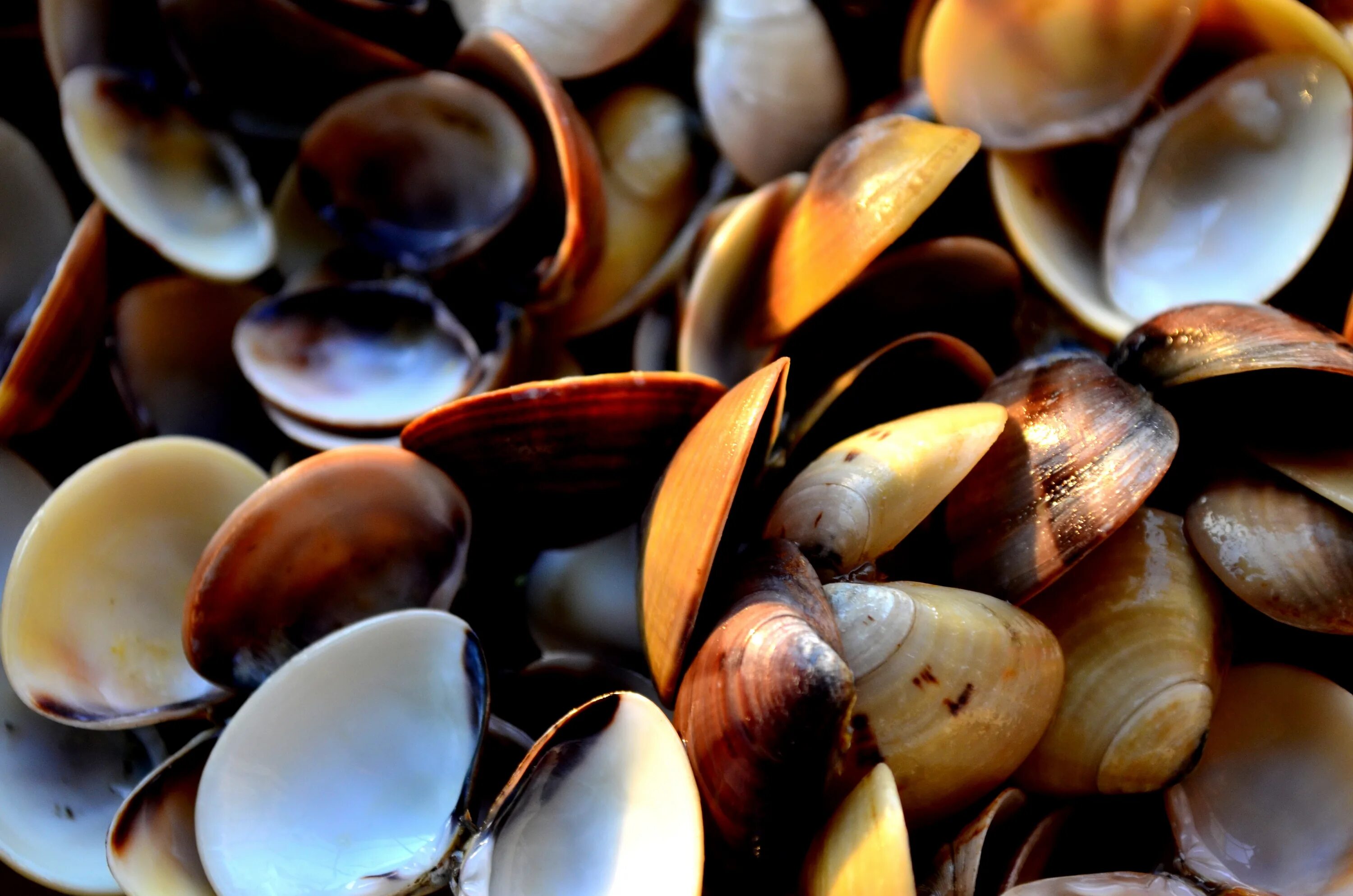 Цвет раковины мидии. Мидии clams. мидия моллюск. мидии в раковине. мидии в природе.