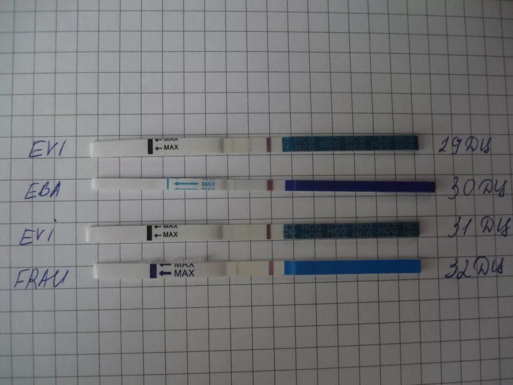 31 ДЦ тест отрицательный. 29 ДЦ тест на беременность. 29 День цикла тест отрицательный. 29 День цикла тест на беременность.