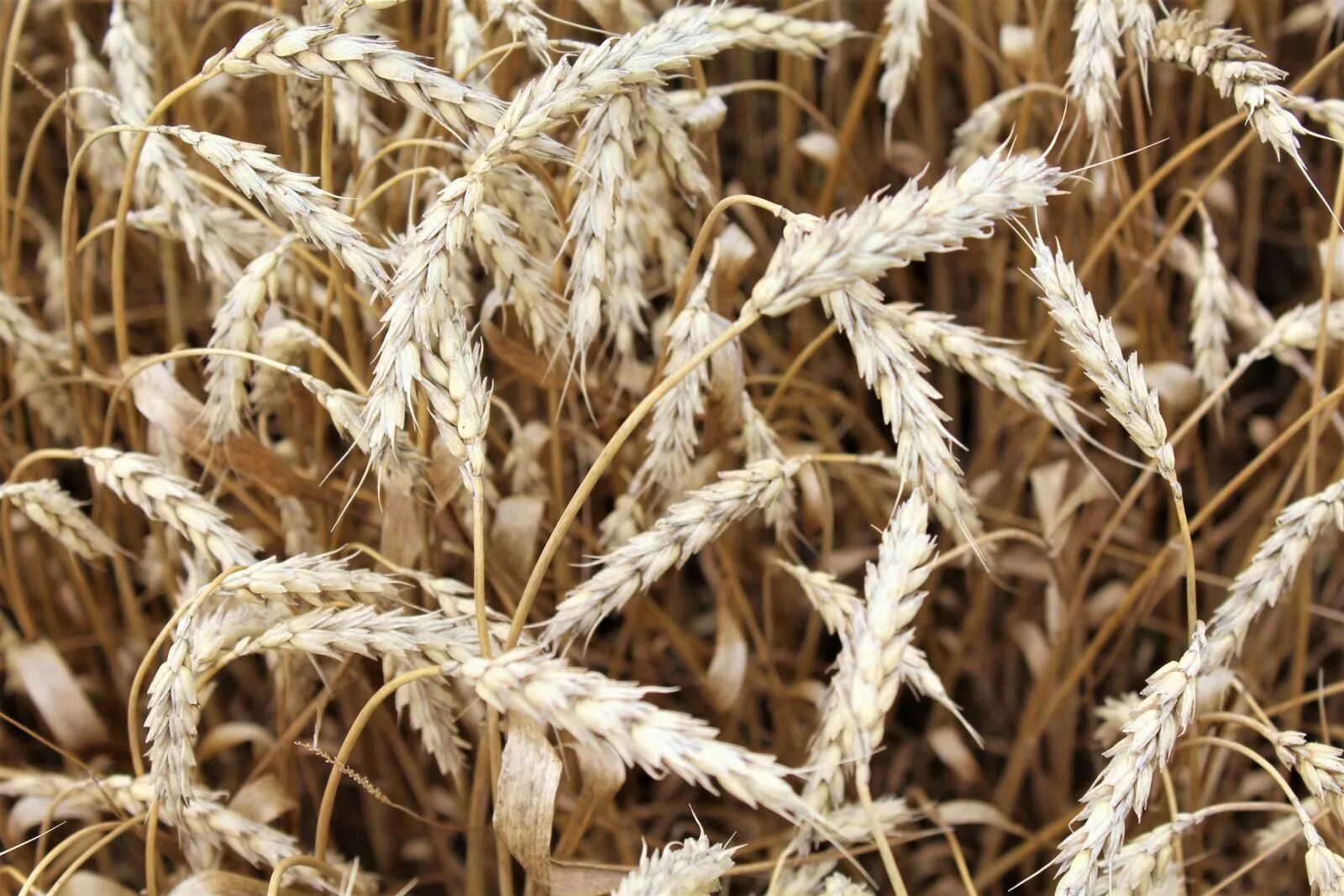 Фгис зерно пшеница. Продукты переработки зерна. Фгис зерно 2023. Фгис зерно. Система фгис зерно.
