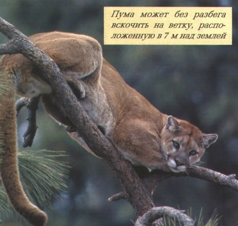 североамериканская пума. перуанская пума. к&к "пума" к&к "пума". где живет пума. пума горный лев.
