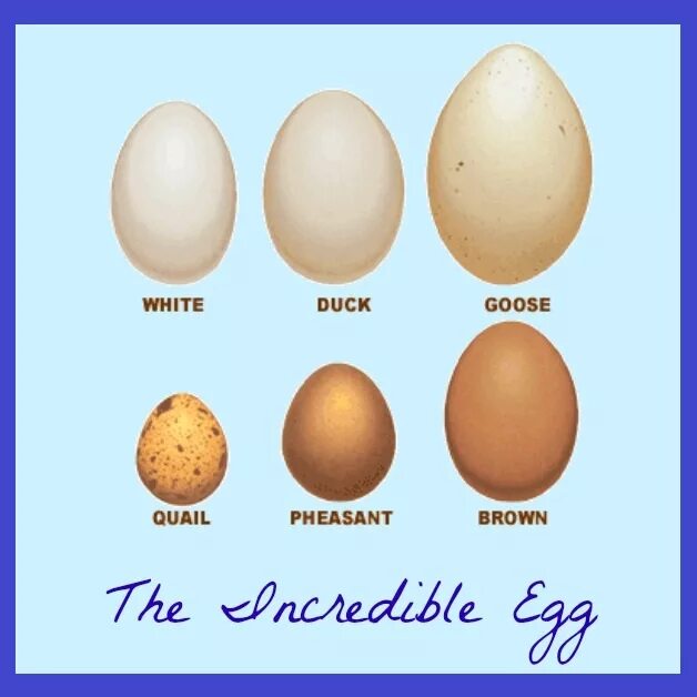 Вес кур яйца. Размер гусиного яйца. Размер индюшиного яйца. Гусиные и индюшиные яйца. Размер куриного и индюшиного яйца.