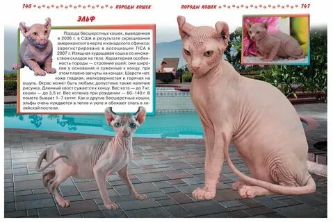 Вес котенка сфинкс