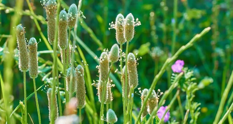 Псиллиум растение. Псиллиум отруби подорожника вкусвилл. Psyllium husk (псиллиум),. Псиллиум подорожник. Отруби, псиллиум, клетчатка.