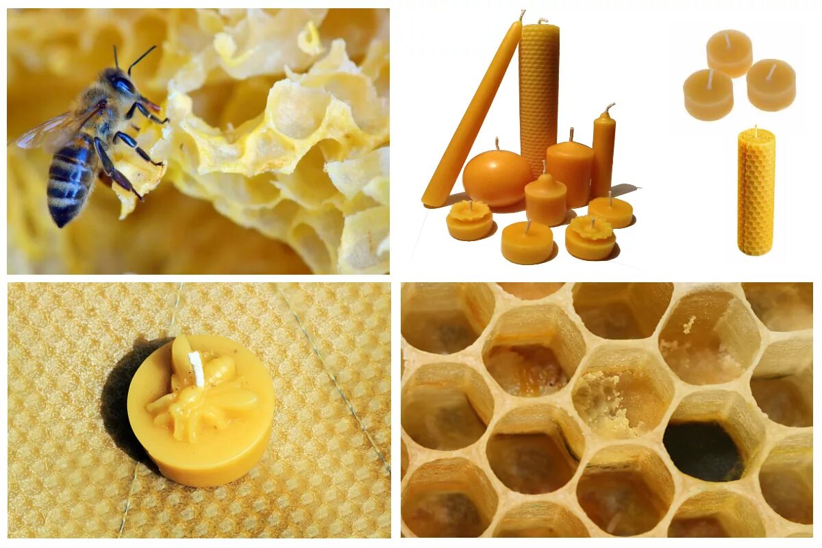 Искусственная восковая основа пчелиных сот 6 букв. Пчелиный воск. Восковые соты для пчел. Продукты пчеловодства воск. Молд для пчелиного воска.