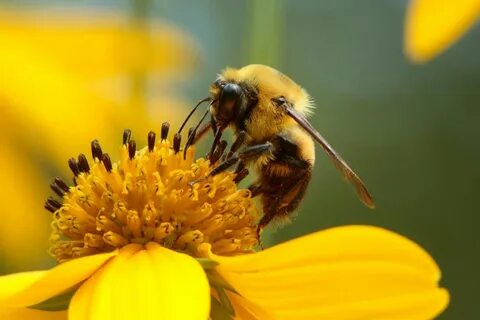 The sun in the east bees honey