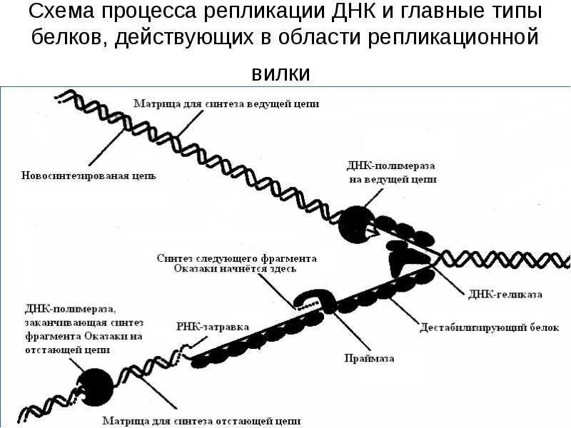 Начинается с репликации днк. Этапы репликации днк схема. репликация днк репликационная вилка. ферменты репликации днк биохимия. схема репликации днк вилка.