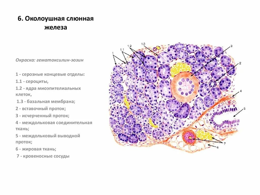 Строение околоушной железы гистология. Околоушная слюнная железа гистология. Околоушная железа гистология препарат. Околоушная слюнная железа гистология препарат рисунок. Для околоушной железы характерны