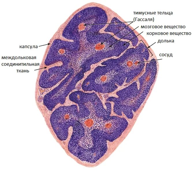 Тимус гистология препарат. Вилочковая железа гистология препарат. Зобная железа гистология препарат. Селезенка картинка