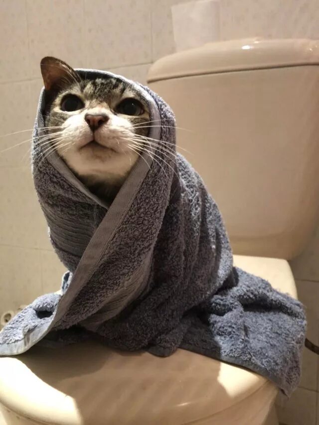 Смешные полотенца. Кот в полотенце. Полотенце прикол. Смешные животные в полотенце. Полотенце прикольные