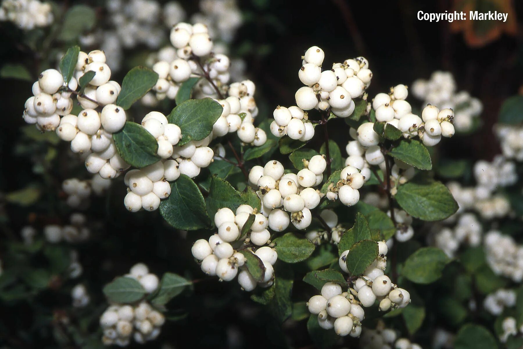 Снежноягодник Доренбоза. Снежноягодник (Symphoricarpos). Снежноягодник белый. Снежноягодник Доренбоза Мэджик Берри.