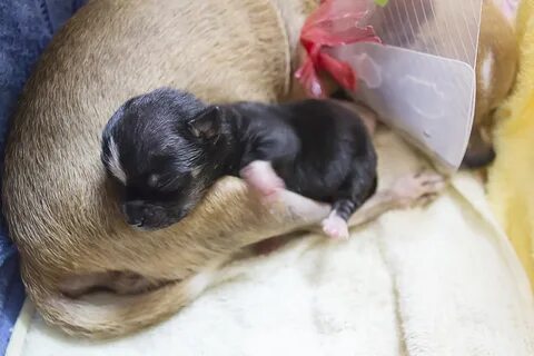 Сколько какает щенок 3 месяца
