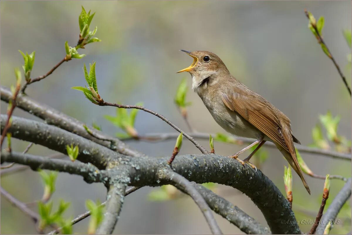 Природа пение соловья. Luscinia Luscinia. Соловей птица. Соловей птичка певчая. Соловей обыкновенный, Восточный.