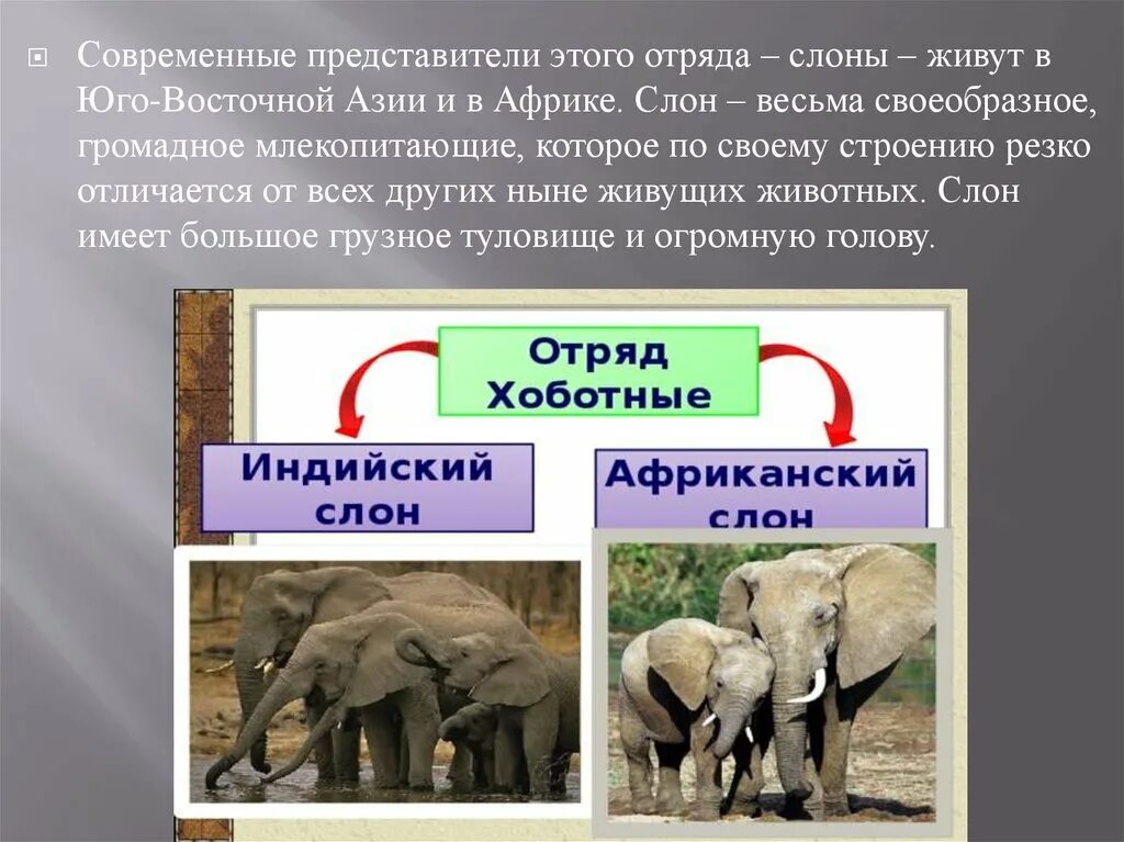 Какой тип развития характерен для африканского слона. Отряд хоботные биология 7 класс. Отряд хоботные индийский слон. Признаки отряда хоботные. Отряд хоботные представители.