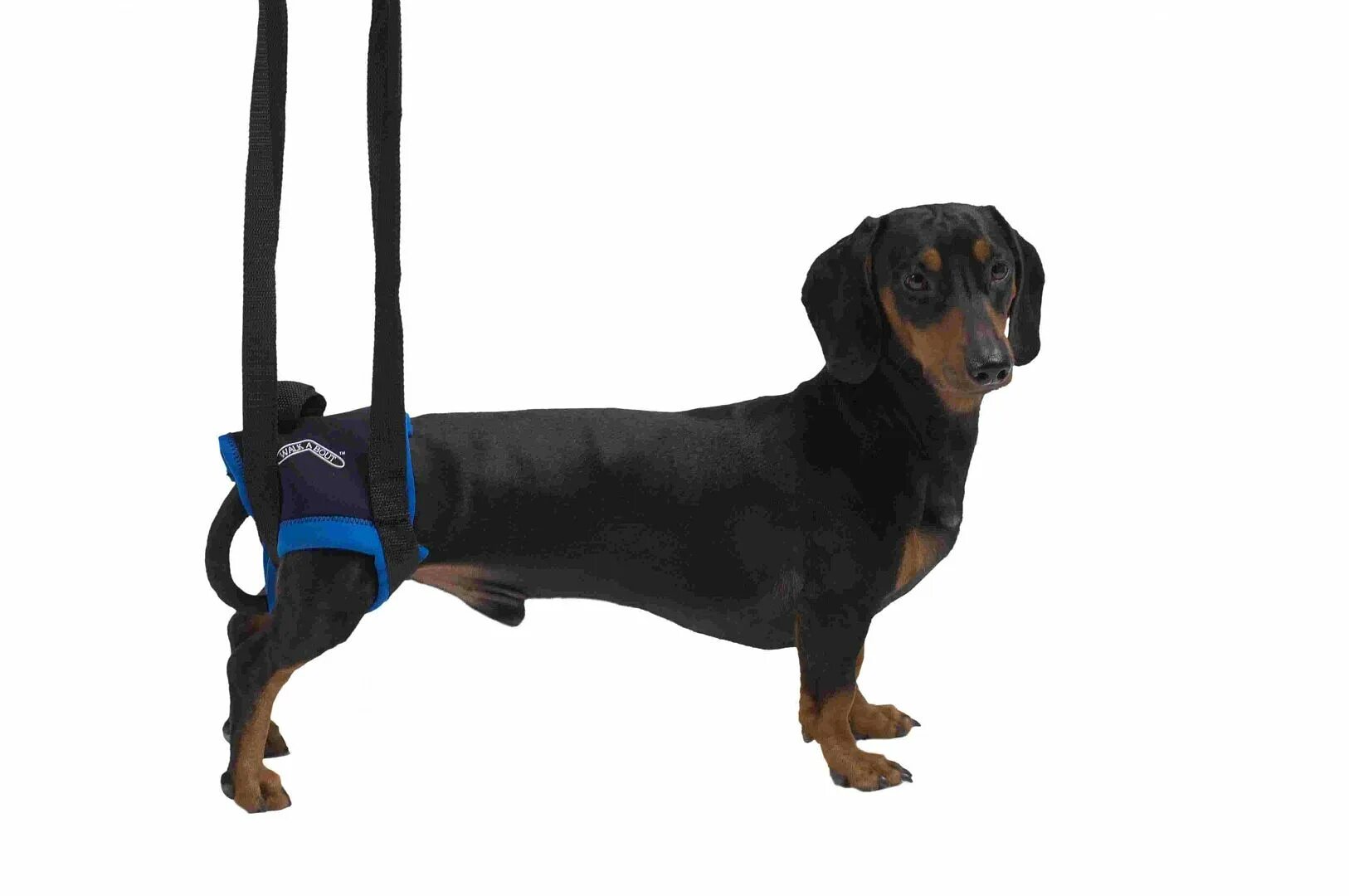 Ходунки для собак для задних лап. Поддерживающая шлейка для собак. Шлейка для парализованных собак. Подвес для собак спинальников.