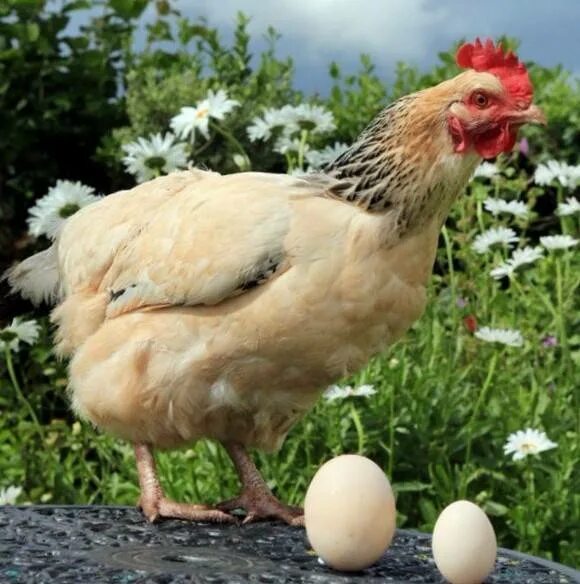 Почему куры едят перья и что делать. Куры клюют. Курица расклевывает яйцо. Курица клюет яйца. Куры клюют яйца.