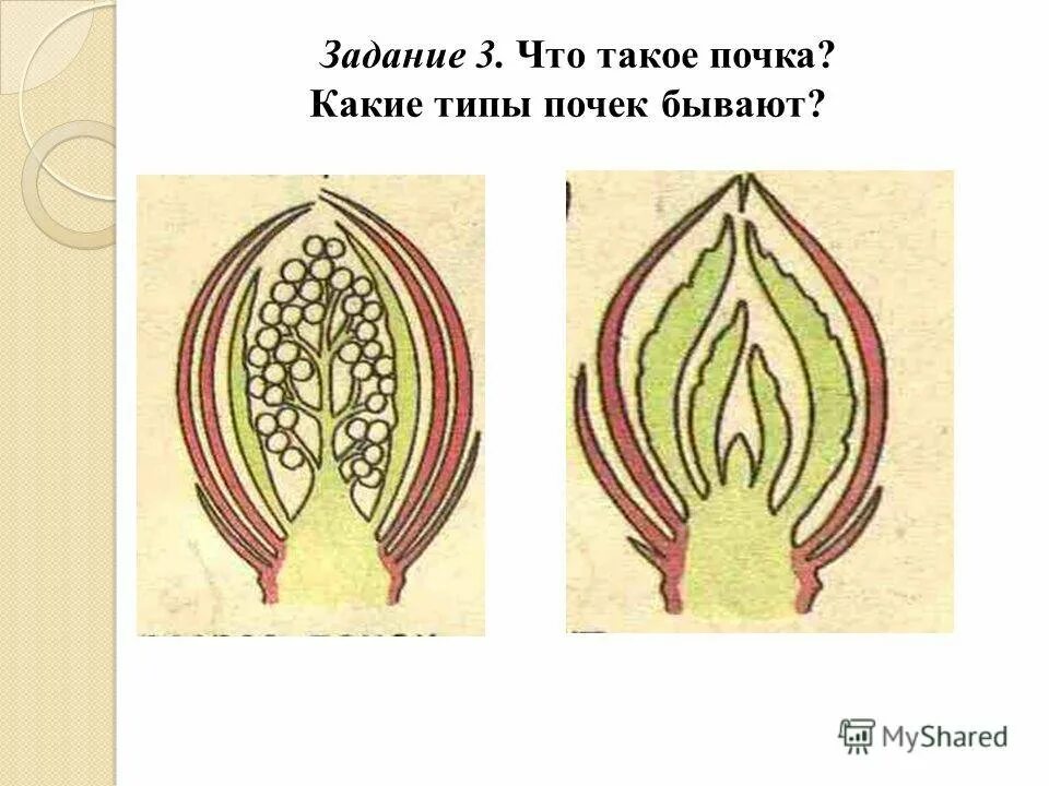 Строение вегетативной и генеративной почки. Вегетативная почка и генеративная почка. Строение генеративной цветочной почки. Строение вегетативной почки и генеративной почки. Рассмотрите изображение генеративной почки и выполните задания