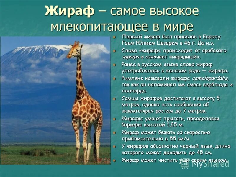 жираф составить предложение