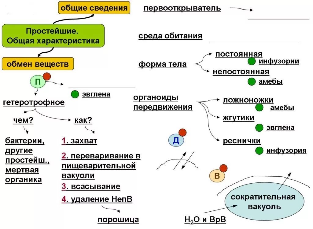 Опорные конспекты по биологии 10-11 класс. Опорный конспект по биологии 7 класс черви. Опорные конспекты биология 6 класс. Опорные конспекты по биологии.