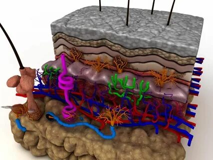 Skin layers 3d