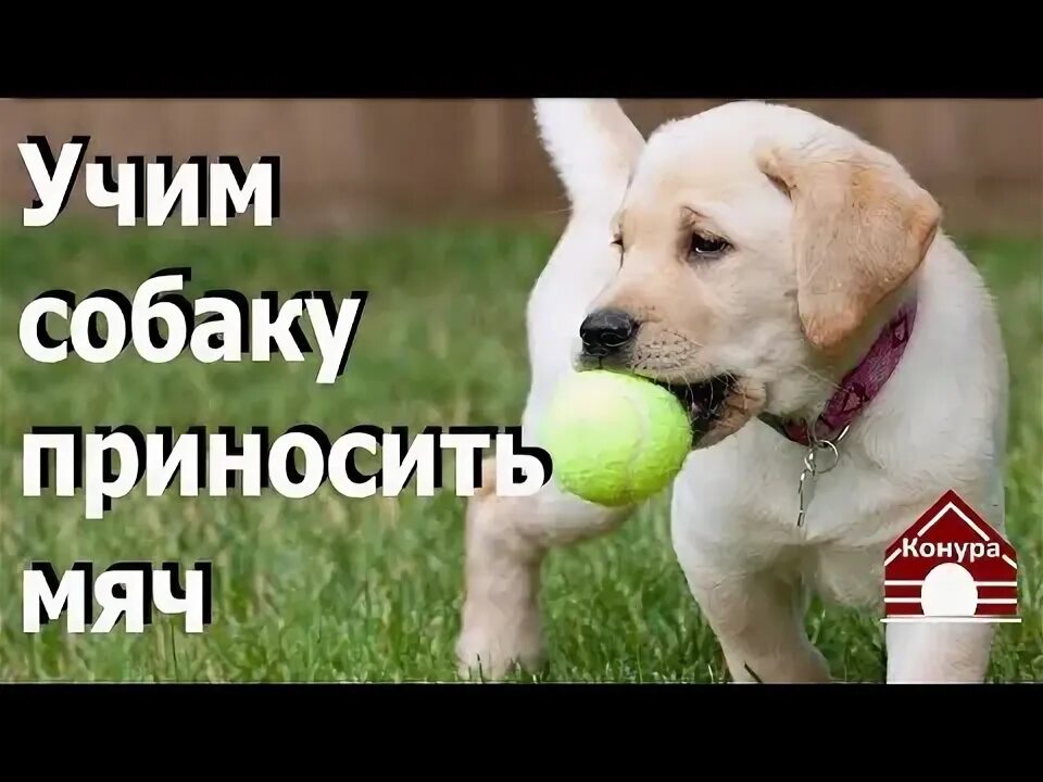 Как научить щенка приносить. Как научить собаку приносить мяч. учим щенка приносить мяч. собака приносит мяч. как научить собаку приносить мячик.