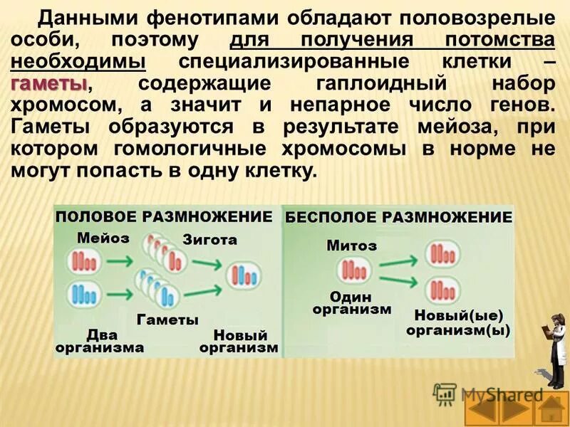 Гаметы в каких клетках содержится. Гаметы набор хромосом. хромосомный набор гамет. гаплоидный набор клеток. гаметы образуются в результате.