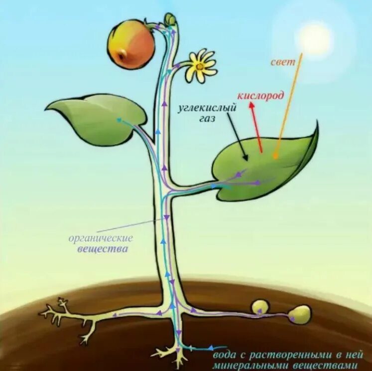 В клетках растений днем происходит. Питание растений. Процесс питания растений. Схема питания растений. Обмен веществ у растений.