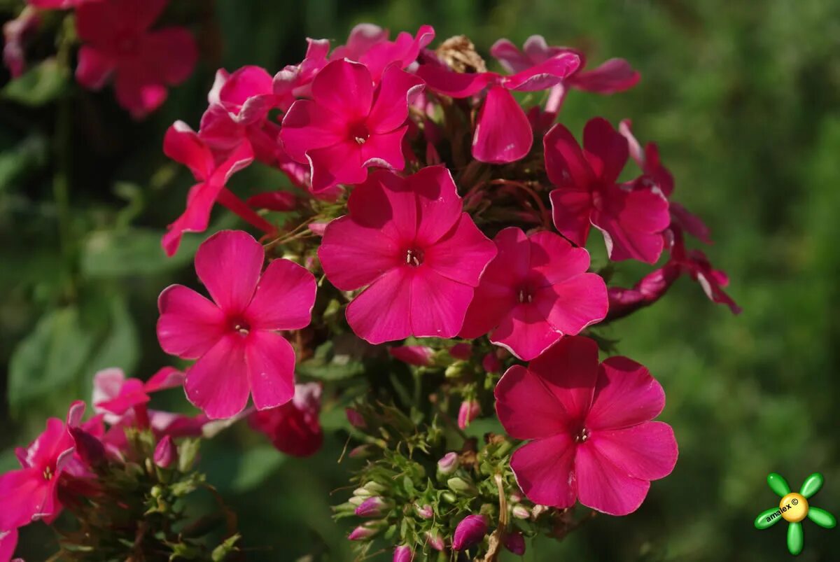 флокс метельчатый тенор. флокс метельчатый красный. флокс метельчатый 'tenor'. флокс метельчатый тенор (с2). флокс тенор фото.