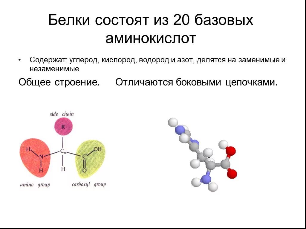 Белок из аминокислот. Из чего состоит белок. Из чего состоят аминокислоты белка. Из чего состоит белок аминокислоты. Белки состоят из аминокислот.