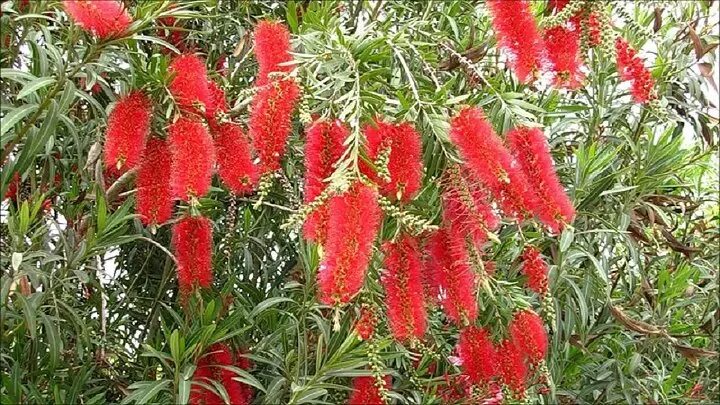 Callistemon viminalis. Каллистемон лимонный. Каллистемон иволистный. Каллистемон лимонный. Калистемон фото.