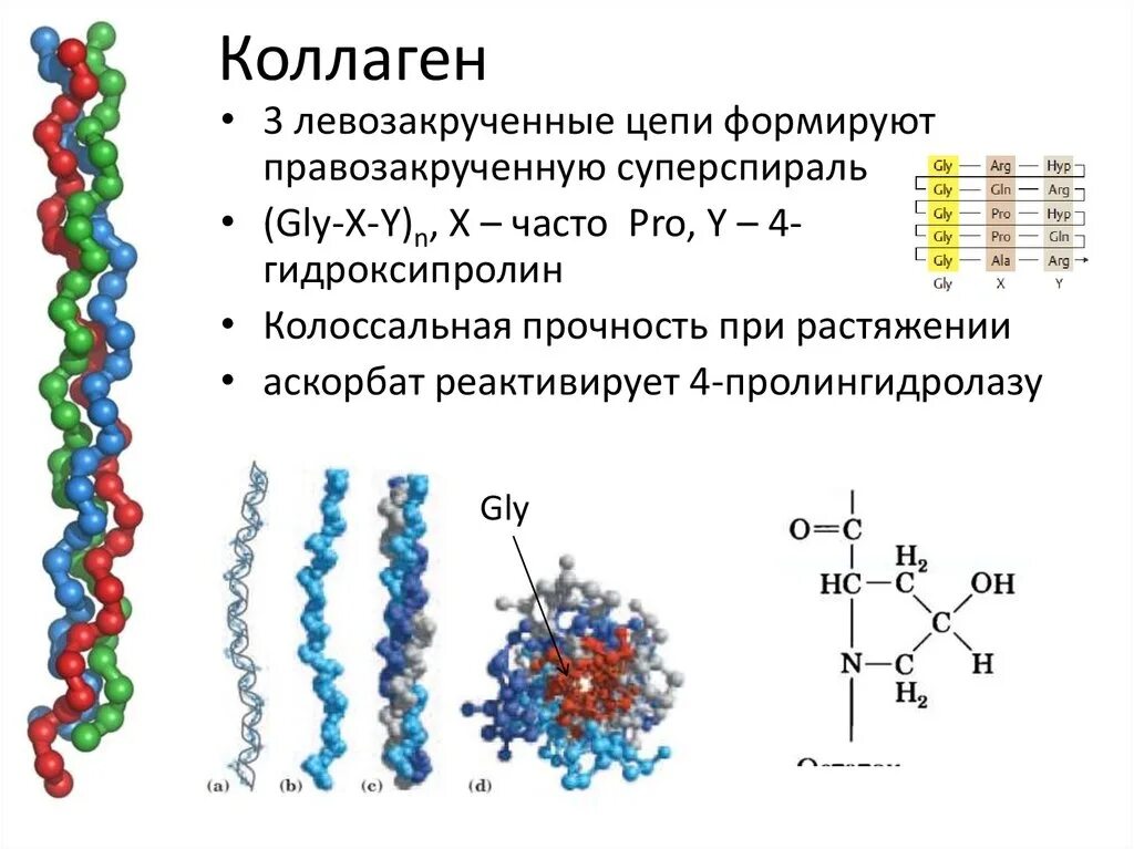 Белки биологические полимеры мономерами. Коллаген строение белка биохимия. Коллаген белок формула. Структура молекулы коллагена. Коллаген структура белка биохимия.