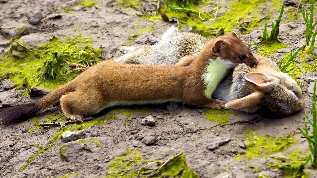 Ласка обыкновенная (Mustela nivalis). Куница и ласка. Солонгой Куньи. Куница ласка горностай. Добыча куницы