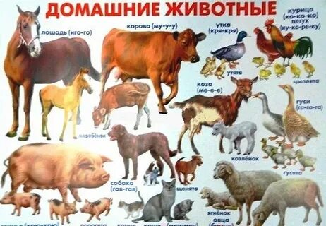 Покажи какие есть домашние животные