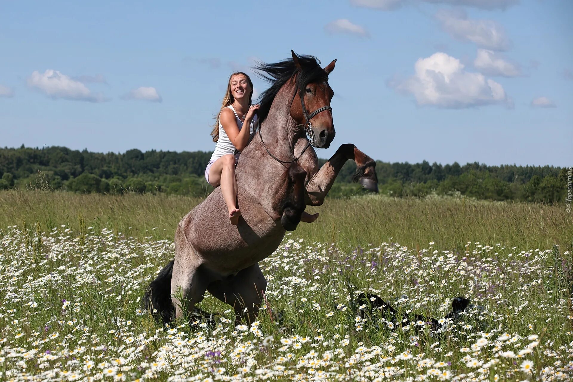 Лошадь в поле. Фотосессия с лошадью в поле. Лошади на лугу. Кони на лугу.