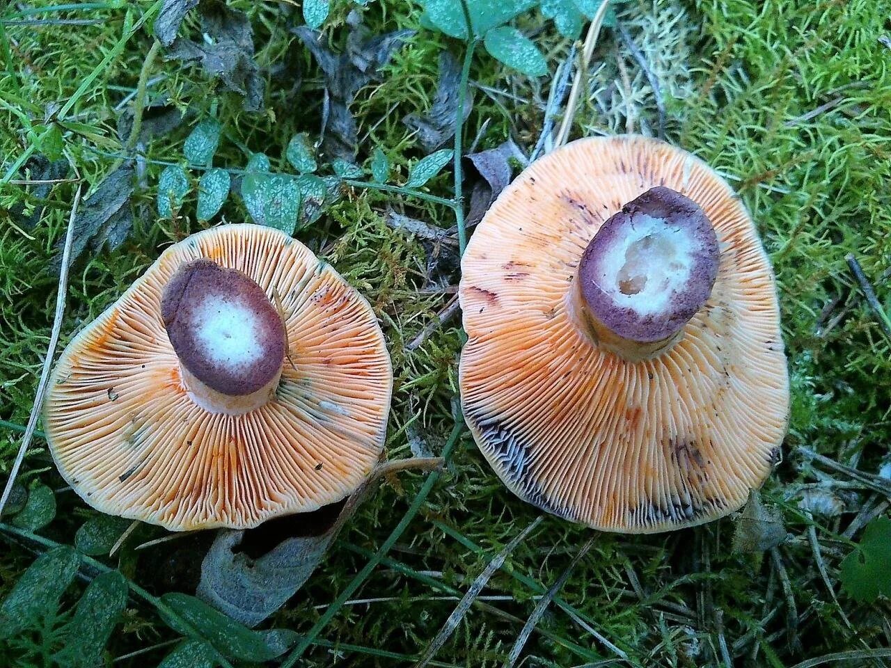 Рыжик Сосновый/Боровой (Lactarius deliciosus);. Млечник Рыжик гриб. Гриб Рыжик несъедобные рыжики. Волнушка гриб.