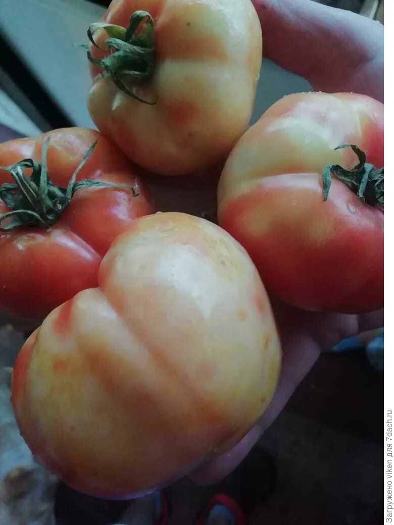Почему помидоры краснеют. Спеют помидоры. Томаты неровные. Пятна на плодах томатов. Неравномерное окрашивание томатов.